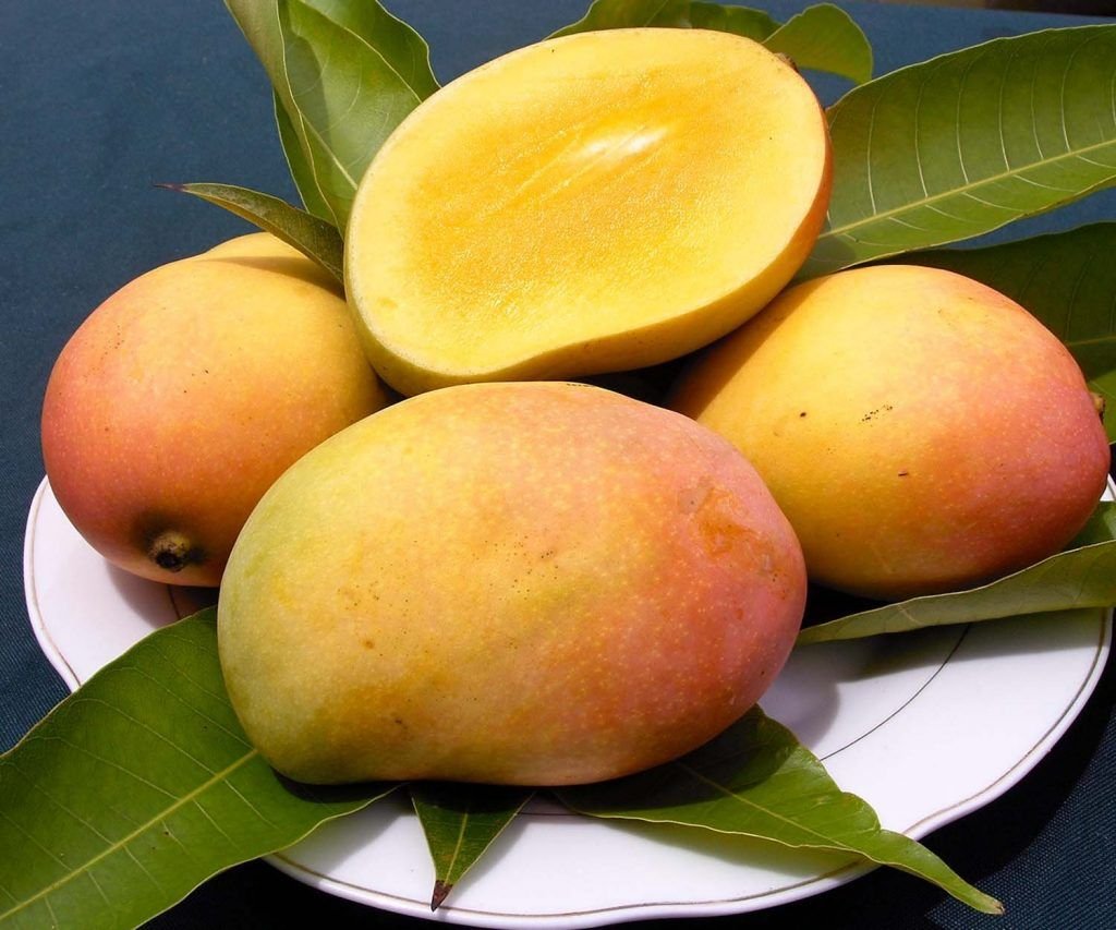 Mangifera