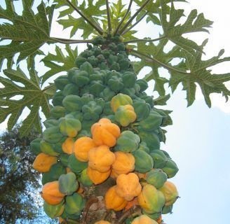 Papayo: propiedades, frutos, vitaminas y mucho más.