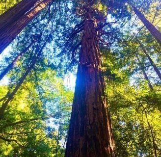 Secuoya Gigante: origen, características, semillas, altura y más.