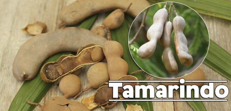 TAMARINDO origen, características, propiedades, beneficios y