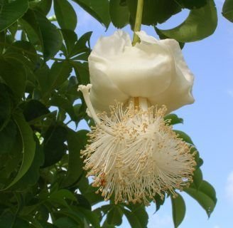 Aprende todo sobre la famosa Adansonia Digitata