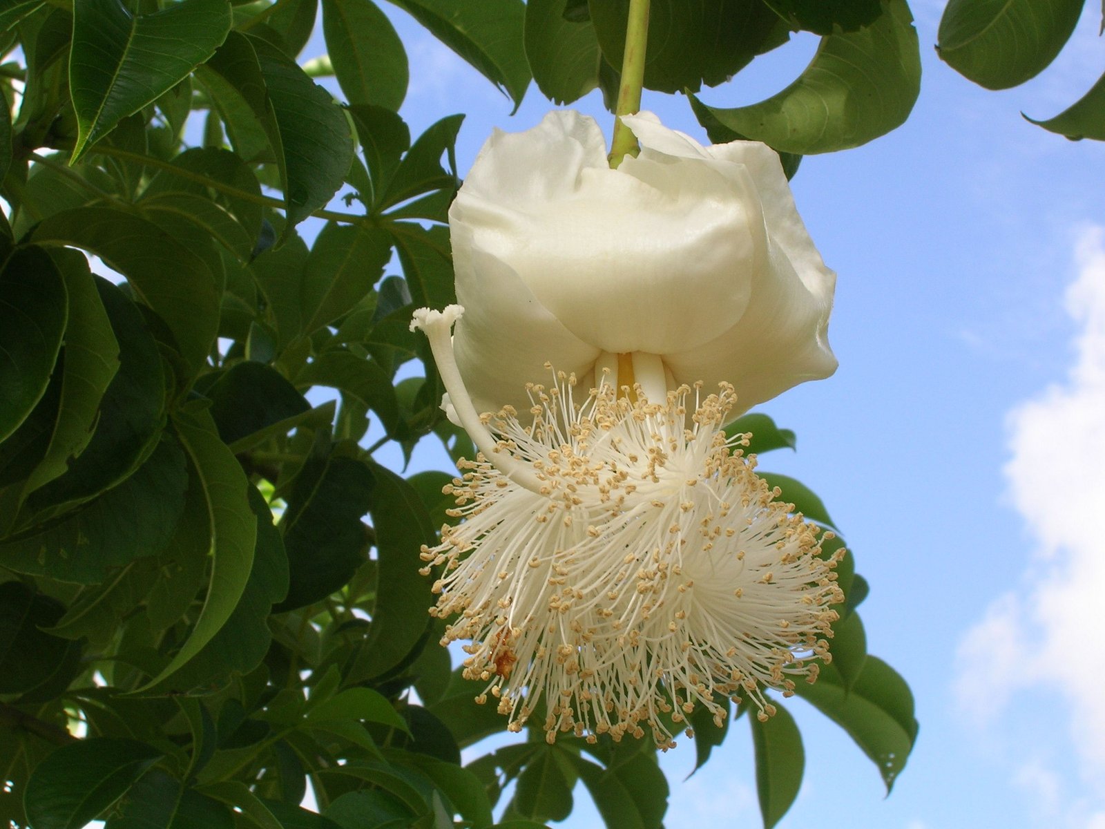 adansonia digitata