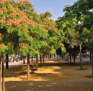 Conoce todo sobre la interesante Albizia Ombrella