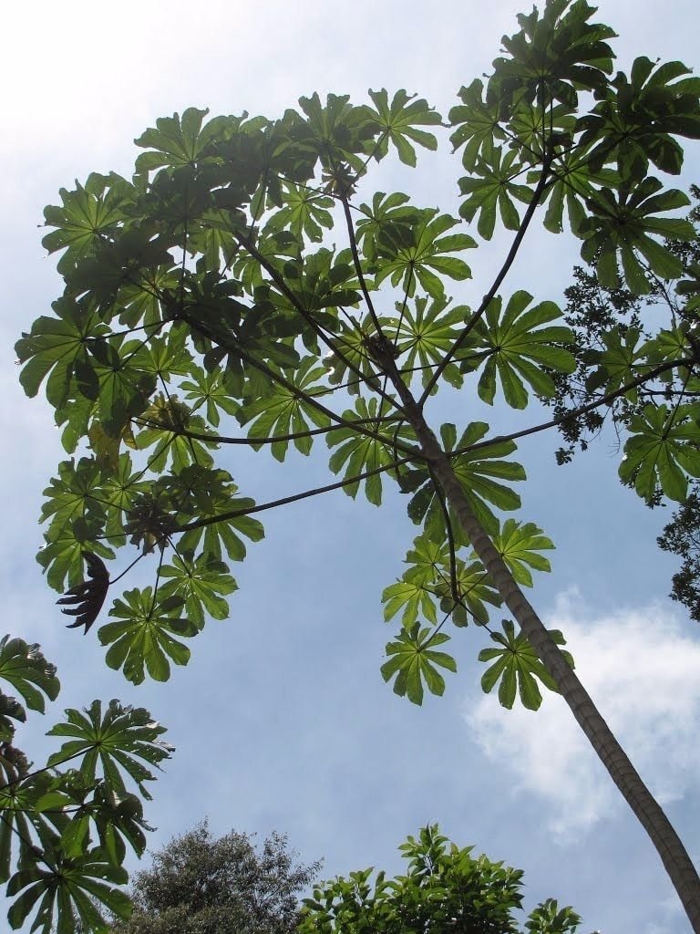 árbol ambay
