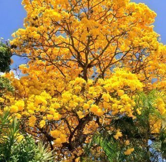 Araguaney: características, taxonomía, flor y mucho más