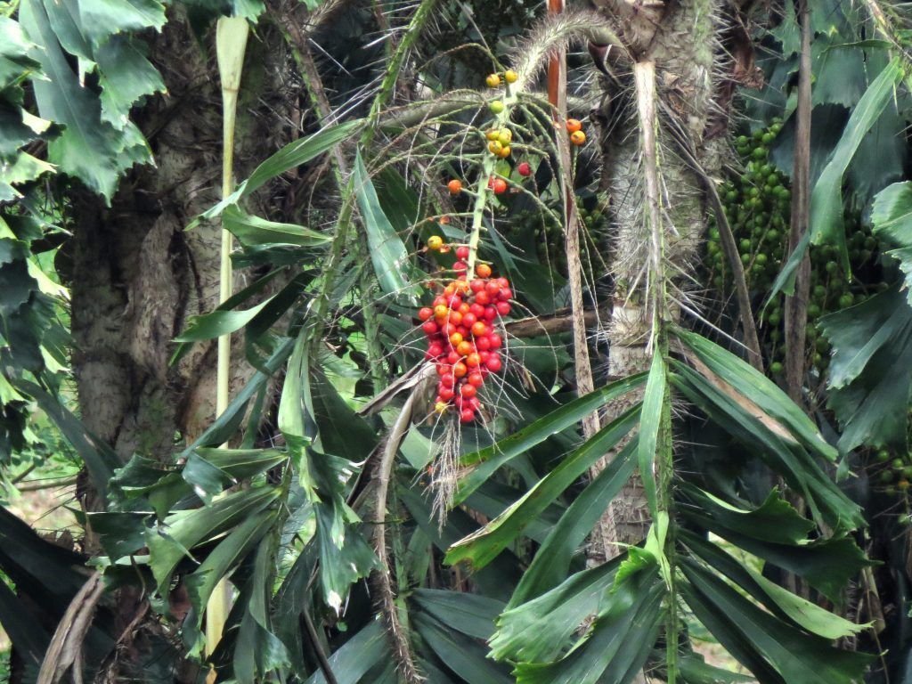 Corozo 11
