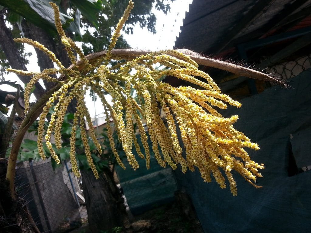 Corozo 12