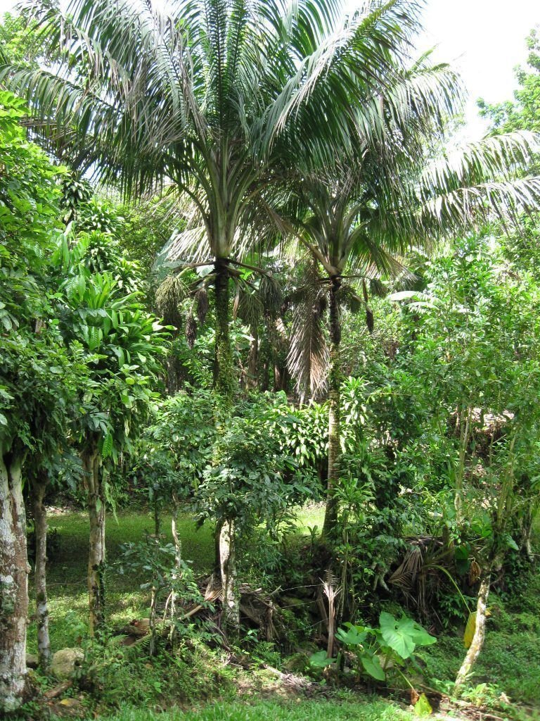Corozo 14