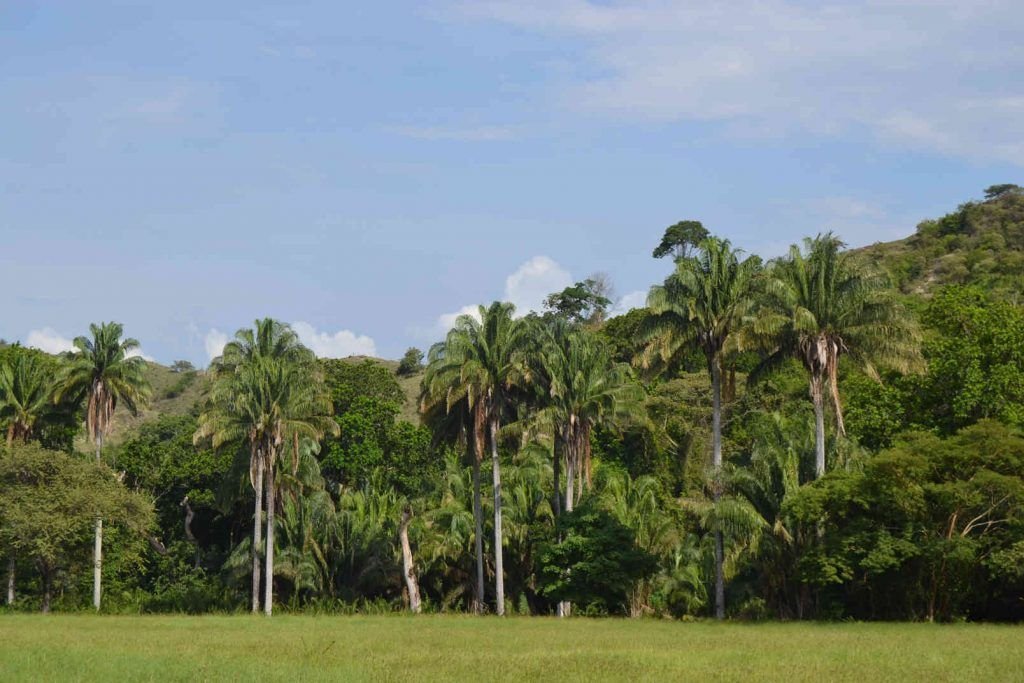 Corozo 25