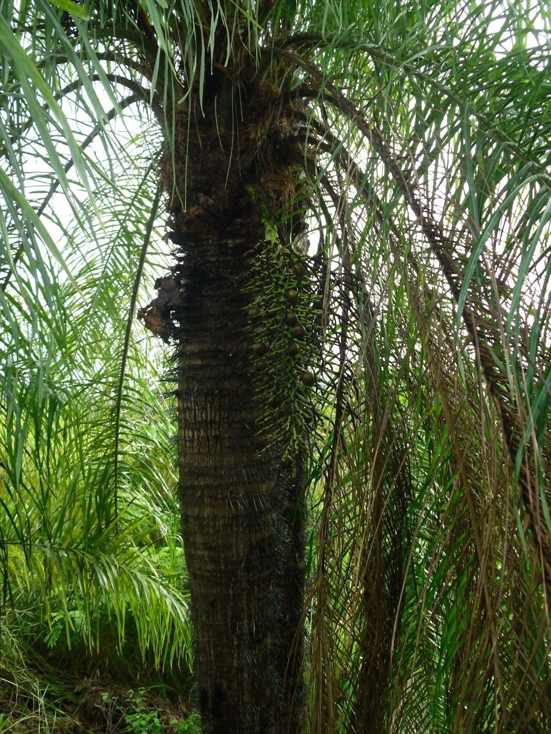 Corozo 2