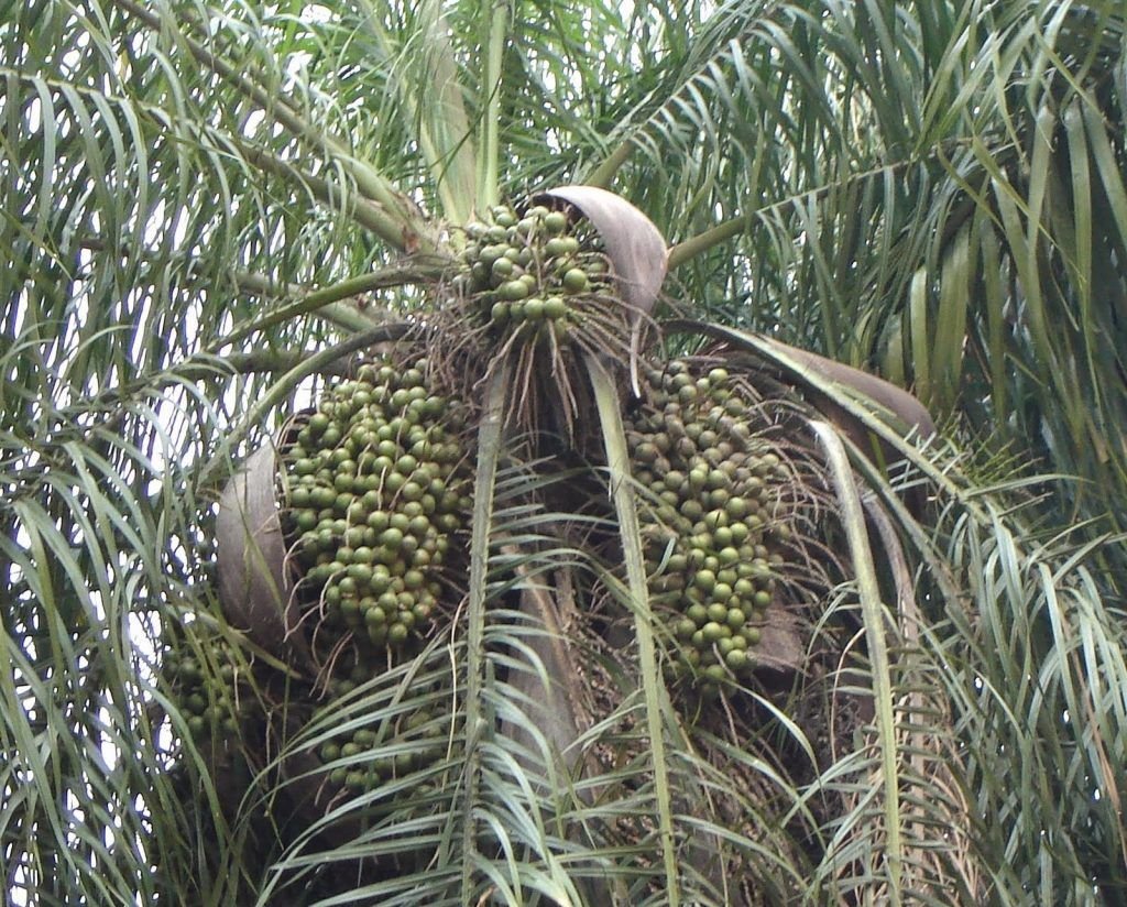 Corozo 6