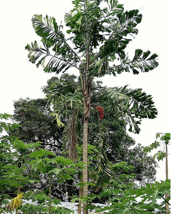 Corozo 8