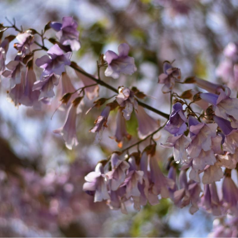 Paulownia elongata