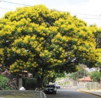 Ibirapita: Leyenda,características, madera, y más