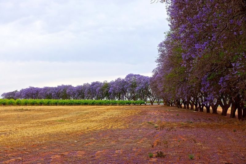 jacaranda arbol y mas