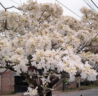 Aprende todo sobre el Lapacho blanco: flores, reproducción y más