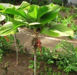 Aprende todo sobre el Licuala, especie de palmera muy elegante