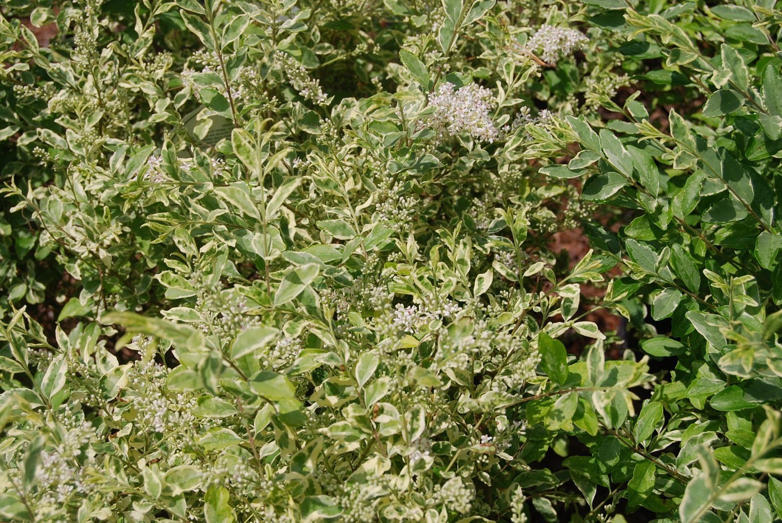 ligustrum sinense