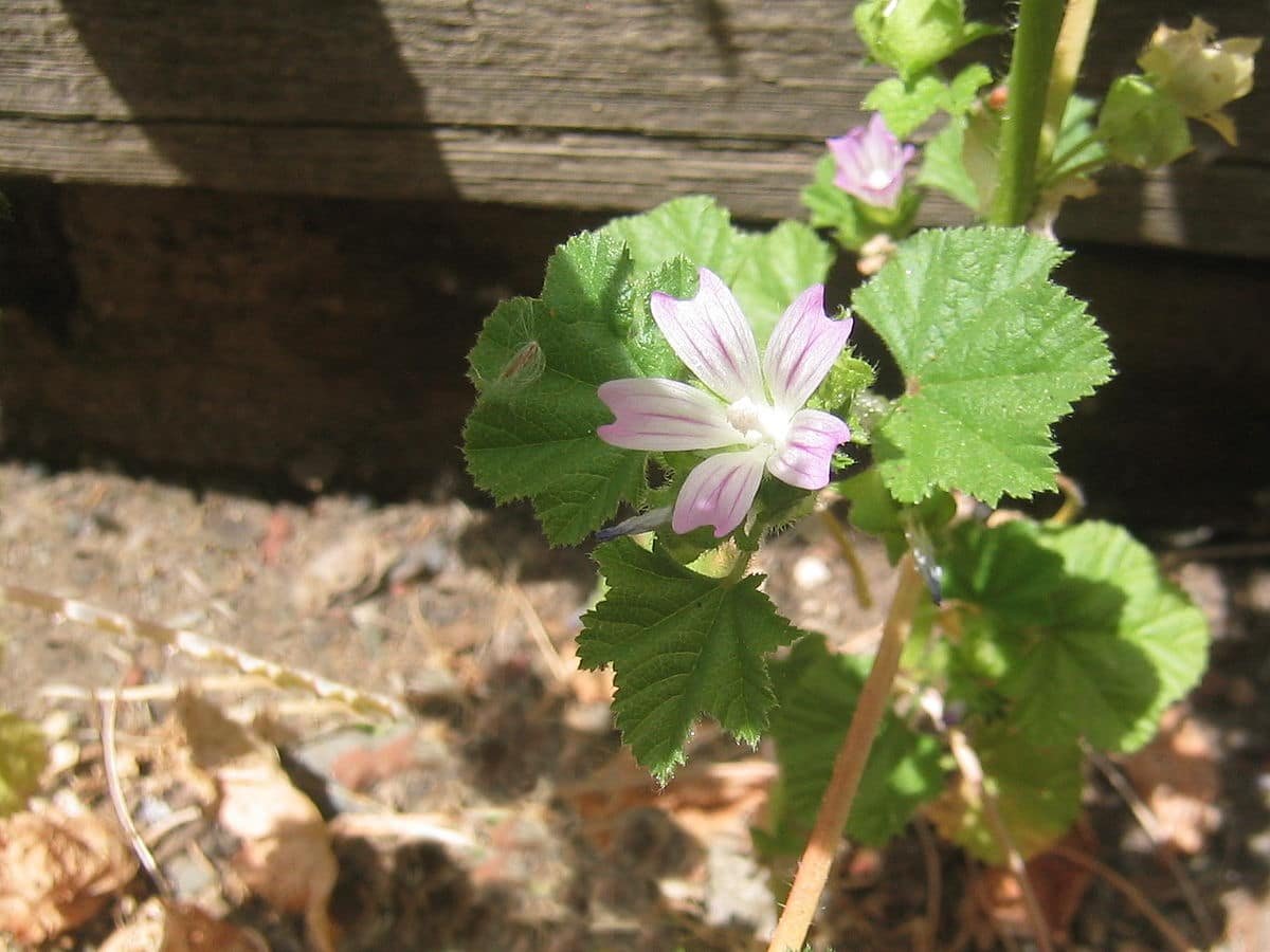 malva