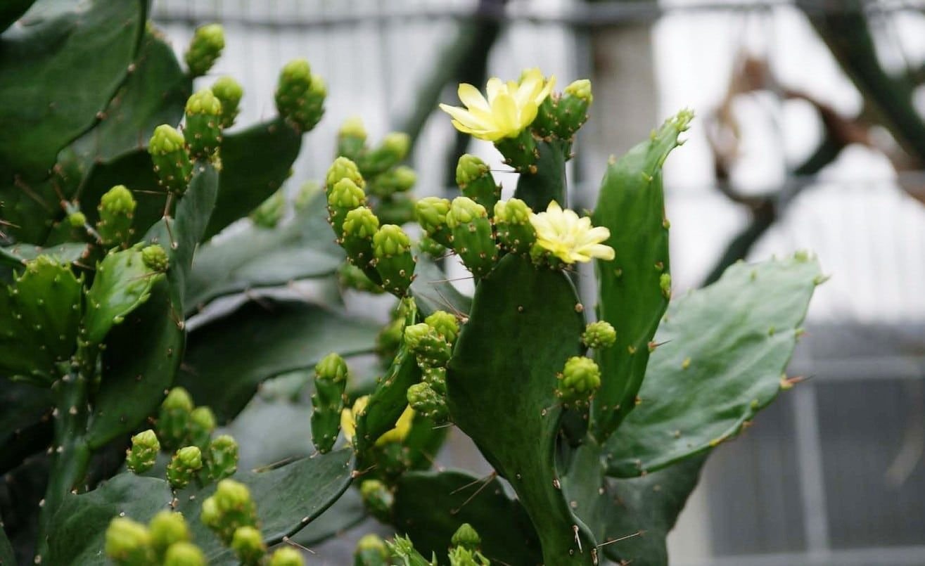 nopal