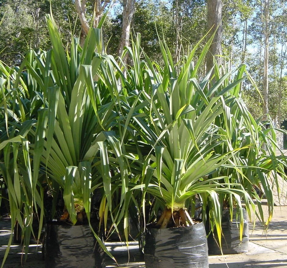 pandanus