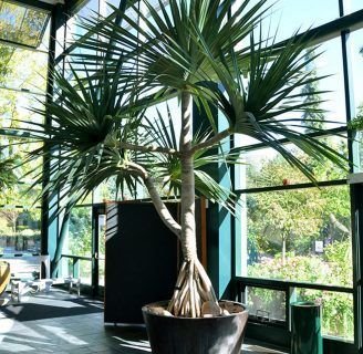 Descubre todo sobre los sorprendentes Pandanus