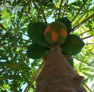 Aprende todo acerca del Papayo Chileno y su fruto