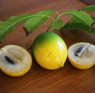 Descubre la Pouteria Caimito y su delicioso fruto
