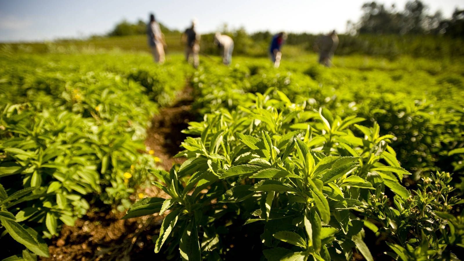 stevia