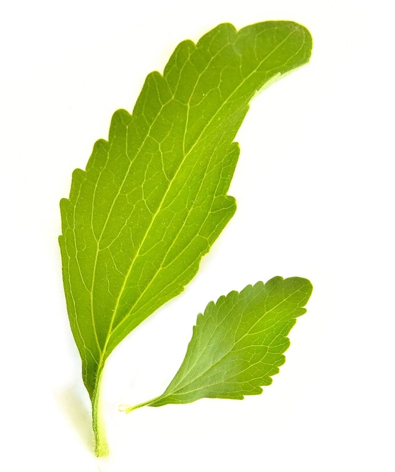 hoja de Stevia