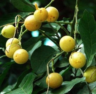 Conoce todo acerca del árbol Wampi y su sabroso fruto