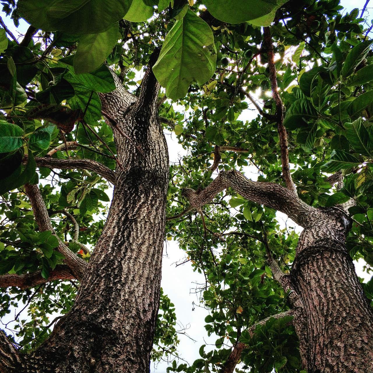 AGUACATE origen, propiedades, taxonomía, beneficios, tipos y más