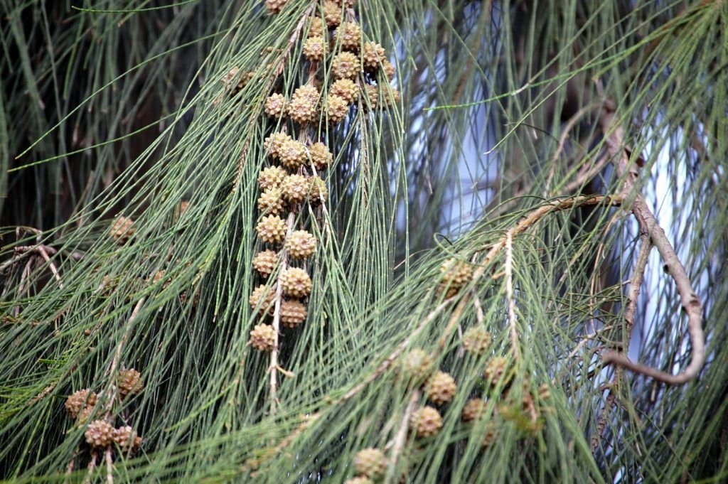 Casuarina Cunninghamiana
