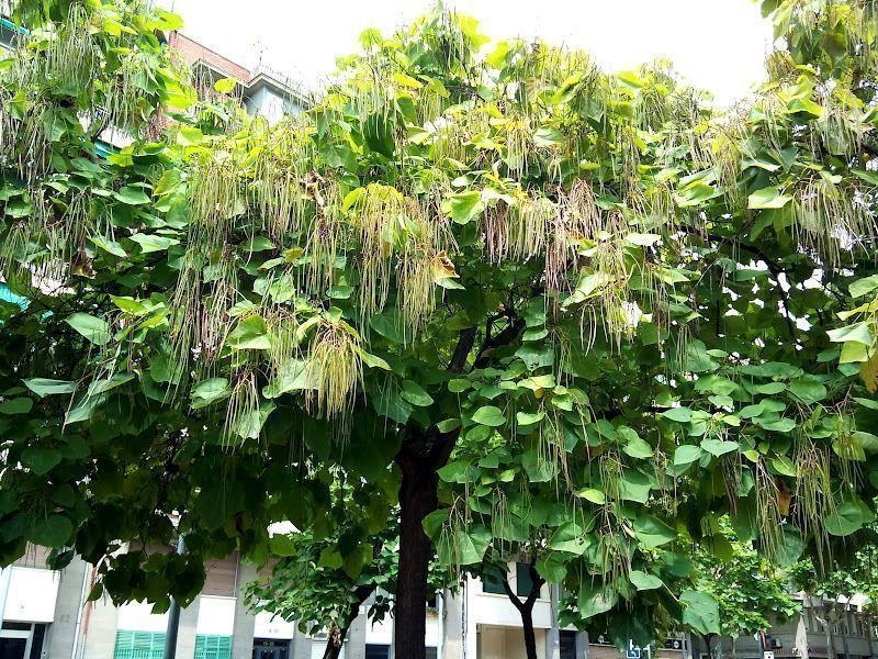 Catalpa