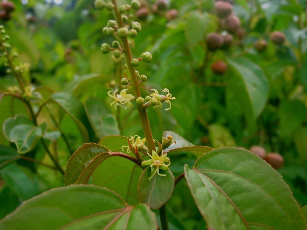 Crotontiglium