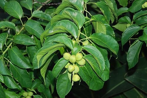Crotontiglium 