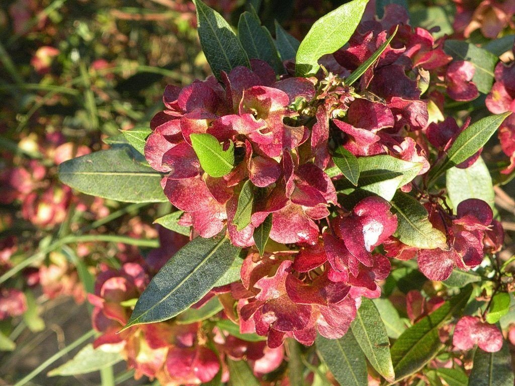 Dodonaea Viscosa