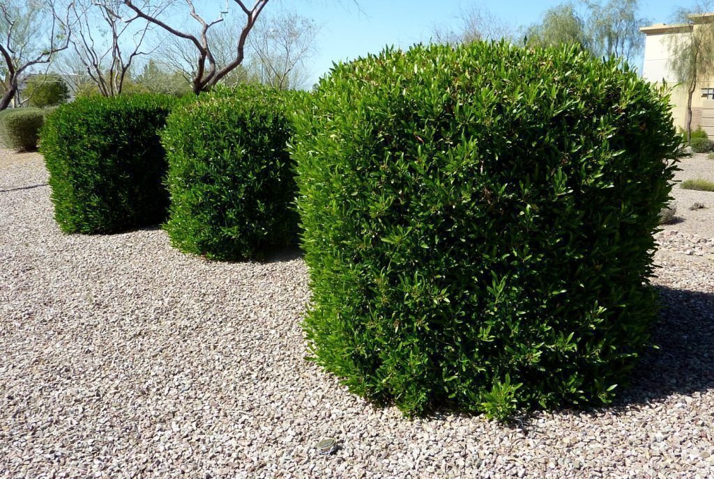 Dodonaea Viscosa