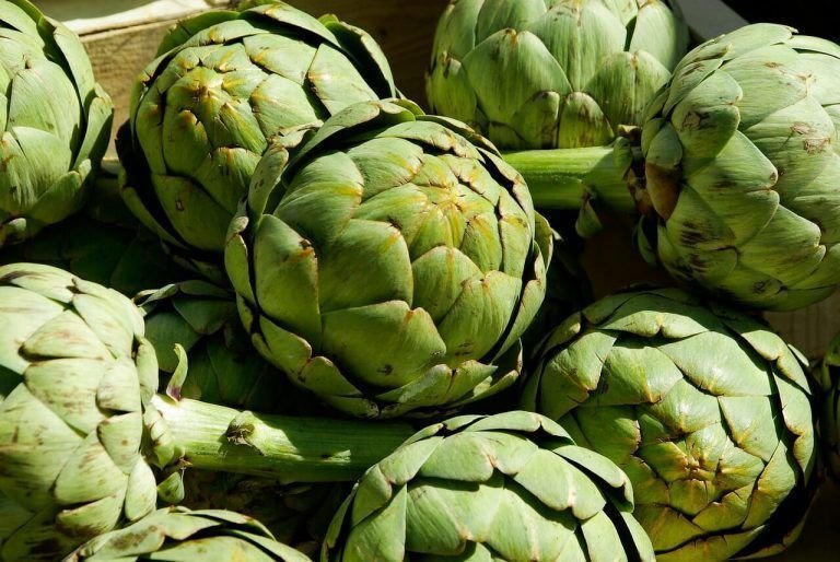 ALCACHOFA: ¿Qué es?, origen, taxonomía, beneficios y mucho más