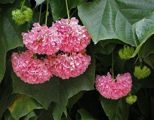 dombeya