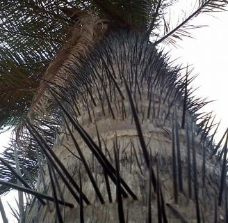 Descubre todo sobre el Macauba, palmera espinosa
