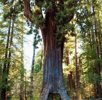 Secuoya: origen, características, crecimiento, madera y más