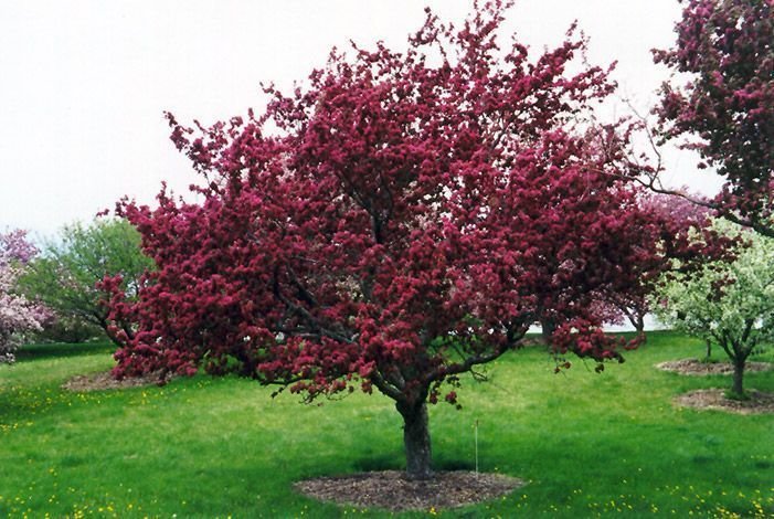 Ciruelo de Jardín