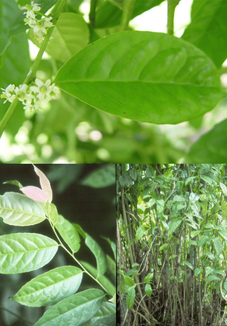 Guayusa