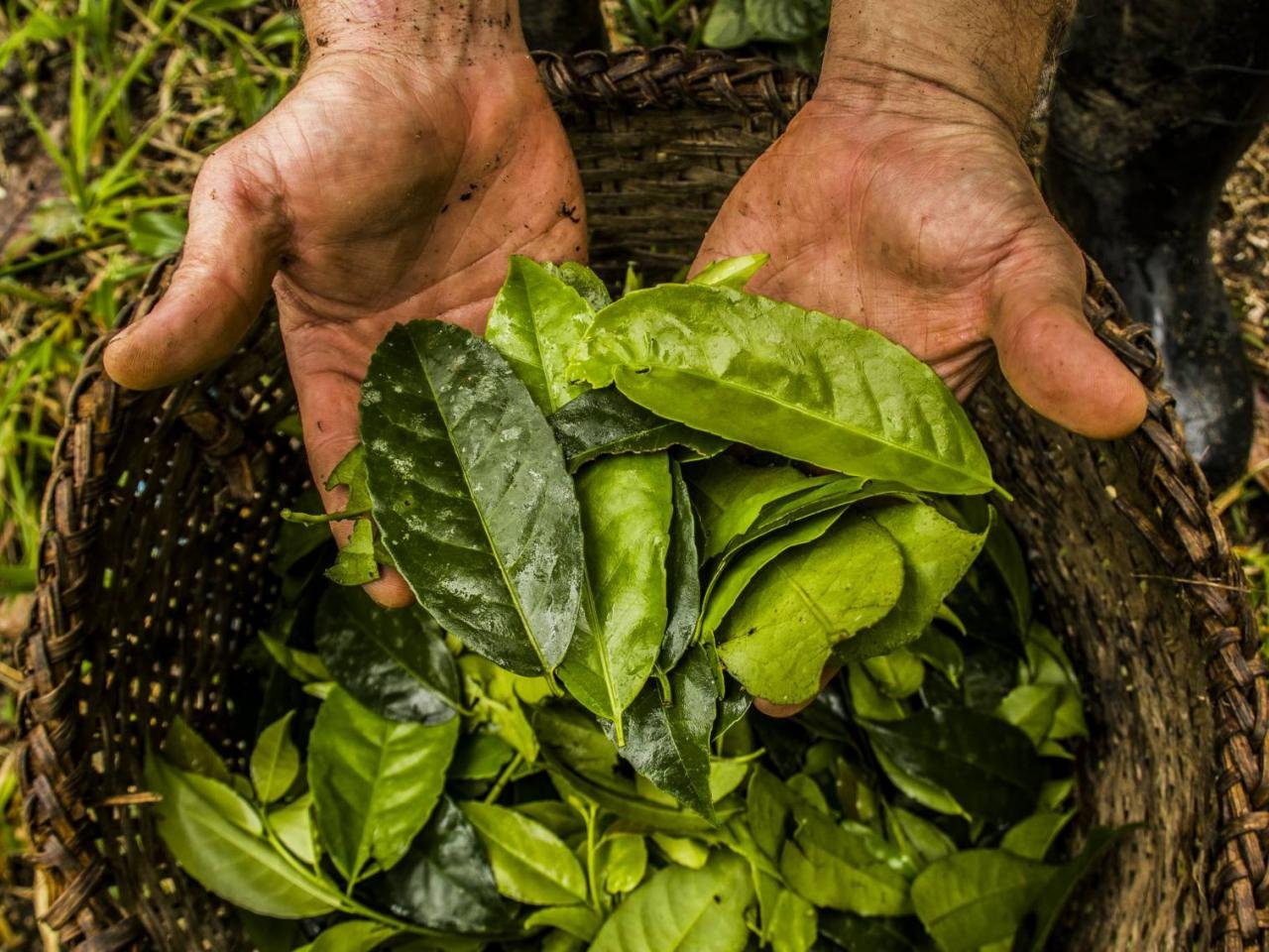 Guayusa