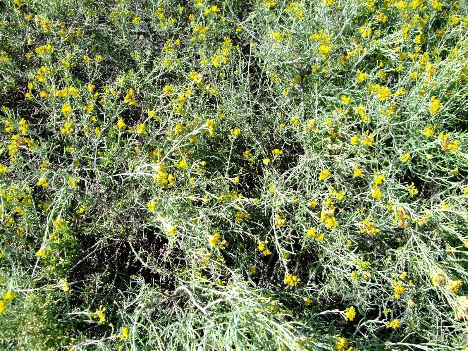AJENJO: ¿Qué es? Origen, taxonomía, beneficios y mucho más