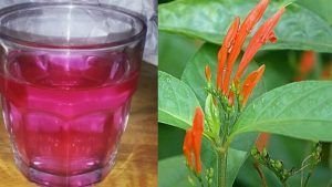 MUICLE: propiedades, beneficios, contraindicaciones y mucho más