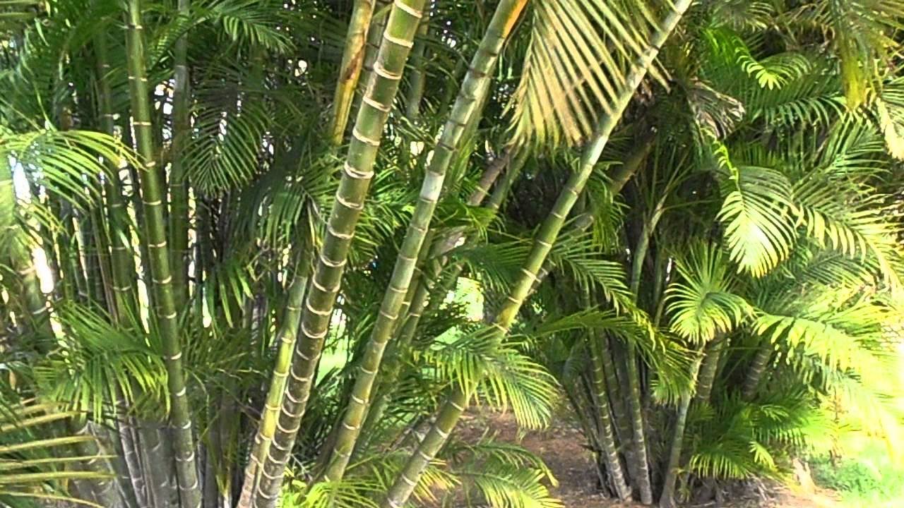 palmera bambu